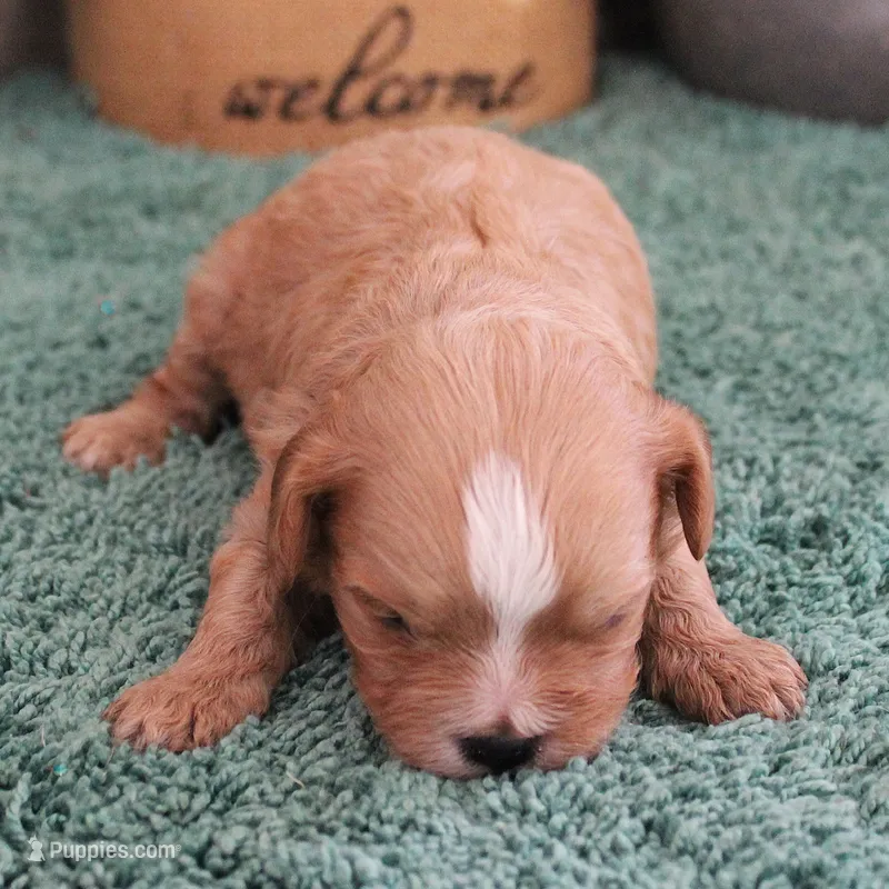 #4 Male (Ginger's) – Cavapoo puppy for sale in Paris, KY