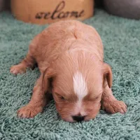 #4 Male (Ginger's), a male Cavapoo for sale in Paris, KY – 1 of 3