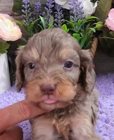 #4 Male (Dawn's), a male Cavapoo for sale in Paris, KY – 1 of 7