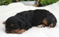 #3 Female (Suzy's), a female Cavapoo for sale in Paris, KY – 3 of 3