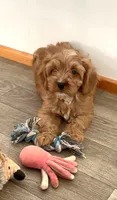 #4 Male (Dottie's), a male Cavapoo for sale in Paris, KY – 5 of 8