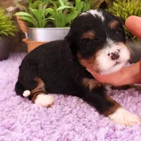#3 Female (Autumn's), a female Cavapoo for sale in Paris, KY – 6 of 7