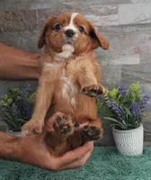 #1 Male Reba, a male Cavalier King Charles Spaniel for sale in Paris, KY – 3 of 7