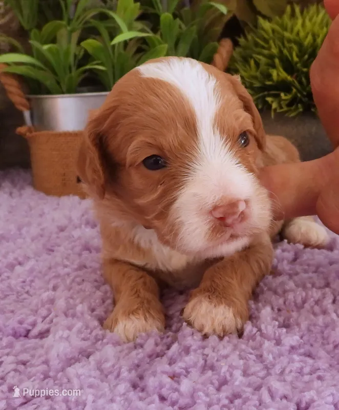 #1 Female (Autumn's) – Cavapoo puppy on hold in Paris, KY