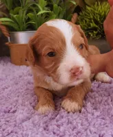 #1 Female (Autumn's), a female Cavapoo for sale in Paris, KY – 3 of 6