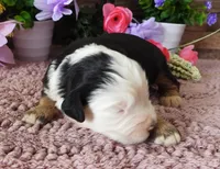 #9 Male (Splash's), a male Miniature Bernedoodle for sale in Paris, KY – 3 of 4