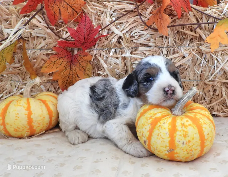 #2 Female (Leslie's) – Cockapoo puppy for sale in Paris, KY