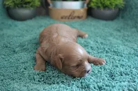 #3 Male (Ginger's), a male Cavapoo for sale in Paris, KY – 3 of 4