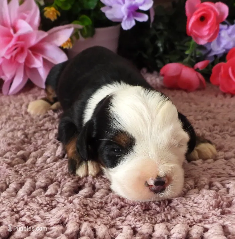 #1 Female (Splash's) – Miniature Bernedoodle puppy for sale in Paris, KY