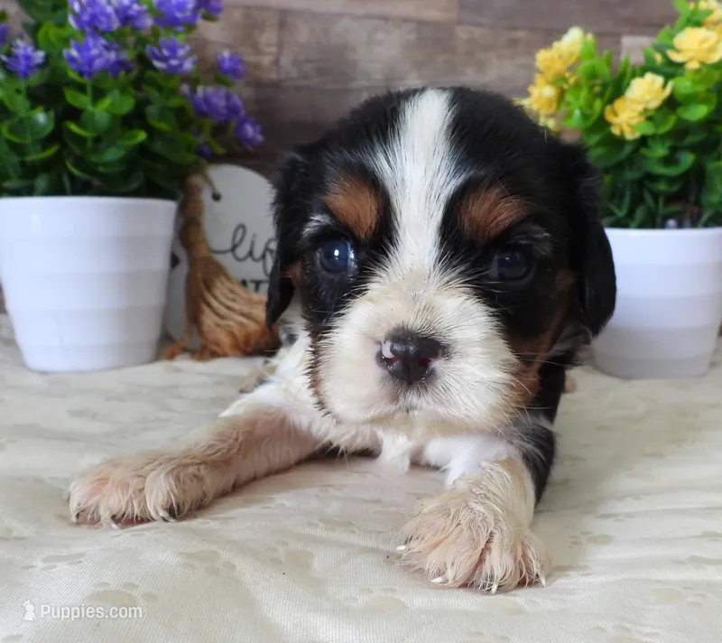 #1 Male (Lulu's) – Cavalier King Charles Spaniel puppy for sale in Paris, KY