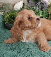 #4 Male (Dottie's), a male Cavapoo for sale in Paris, KY – 3 of 8