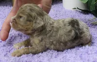 #1 Female (Dawn's), a female Cavapoo for sale in Paris, KY – 2 of 2