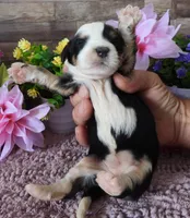 #2 Female (Splash's), a female Miniature Bernedoodle for sale in Paris, KY – 3 of 3