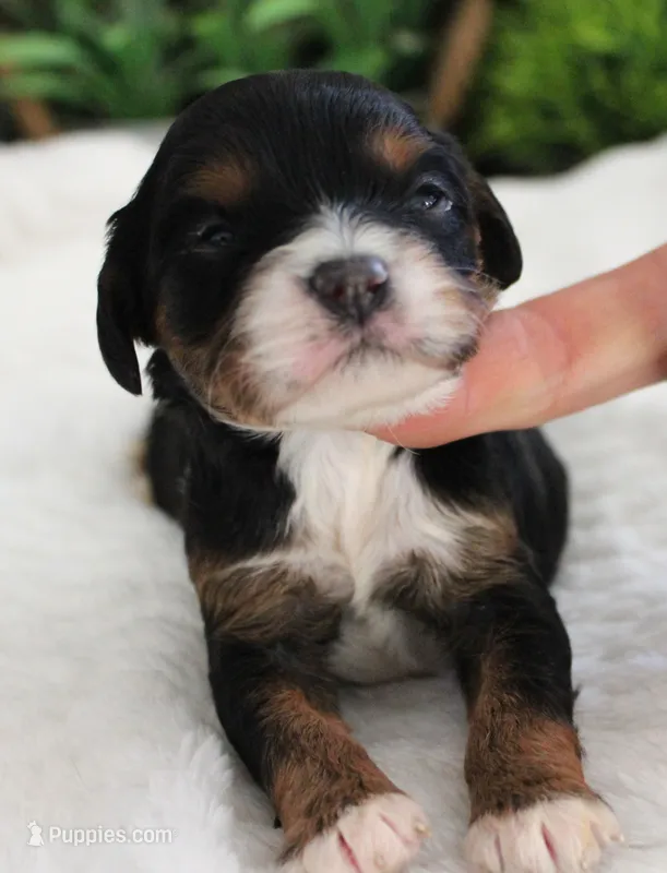 #1 Female (Suzy's) – Cavapoo puppy for sale in Paris, KY