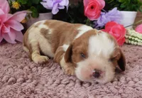 #3 Male (Lulu's), a male Cavalier King Charles Spaniel for sale in Paris, KY – 1 of 3