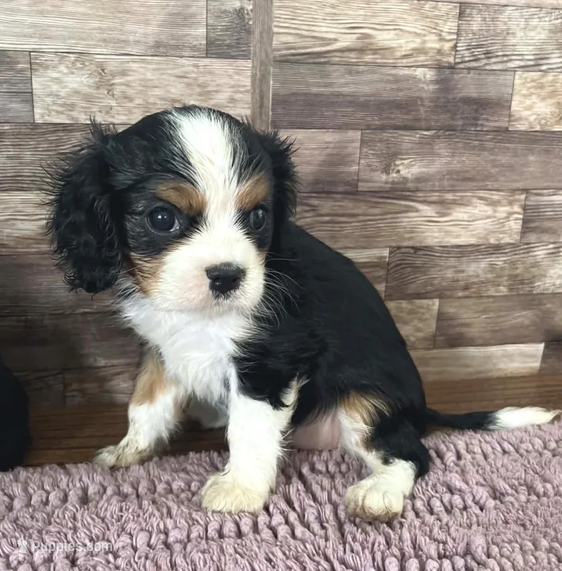 #2 Female (Percy's) – Cavalier King Charles Spaniel puppy for sale in Paris, KY