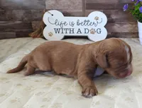 #2 Male (Barbie's), a male Cavapoo for sale in Paris, KY – 3 of 3