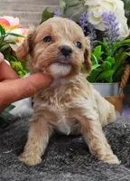#5 Male (Kate's), a male Cavapoo for sale in Paris, KY – 2 of 3