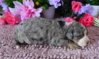 #5 Female (Splash's), a female Miniature Bernedoodle for sale in Paris, KY – 4 of 5