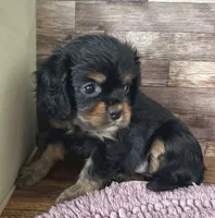 #2 Female (Percy's), a female Cavalier King Charles Spaniel for sale in Paris, KY – 2 of 2