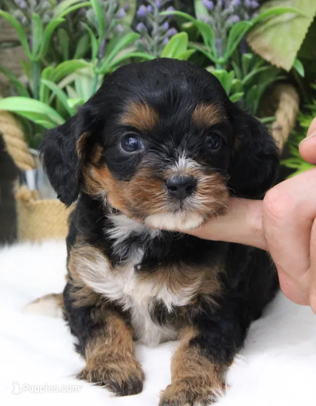 #2 Female (Roxy's) – Cavapoo puppy on hold in Paris, KY