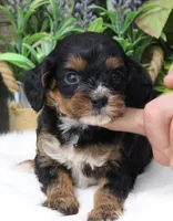 #2 Female (Roxy's), a female Cavapoo for sale in Paris, KY – 4 of 9