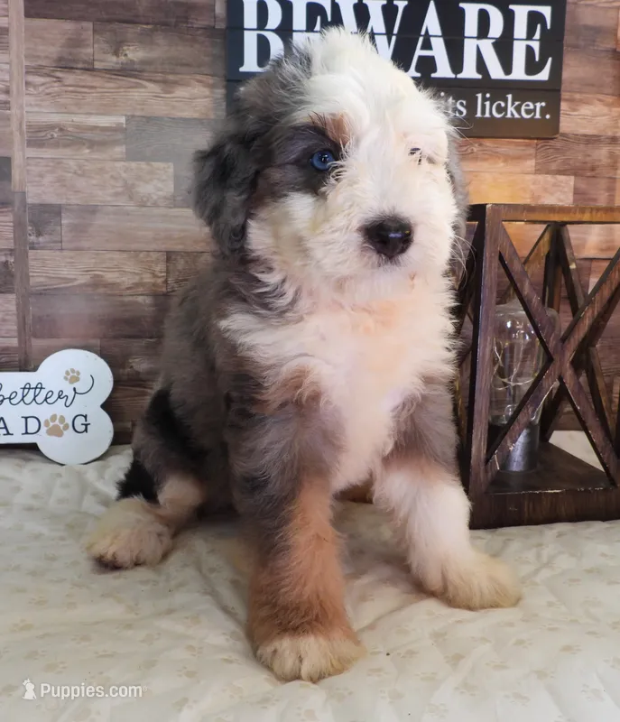 #3 Female (Splash's) – Miniature Bernedoodle puppy for sale in Paris, KY