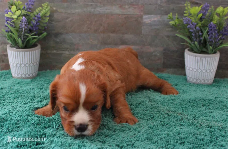 Reba #1 Male – Cavalier King Charles Spaniel puppy for sale in Paris, KY