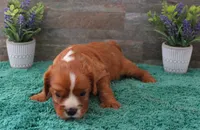 Reba #1 Male, a male Cavalier King Charles Spaniel for sale in Paris, KY – 1 of 4