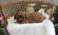 #1 Female (Evie's), a female Cavapoo for sale in Paris, KY – 2 of 3
