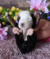 #1 Female (Splash's), a female Miniature Bernedoodle for sale in Paris, KY – 2 of 2
