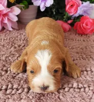 #3 Male (Whitney's), a male Cavapoo for sale in Paris, KY – 2 of 3