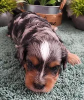 #1 Female (Chelsea's), a female Cavapoo for sale in Paris, KY – Photo 5 of 5