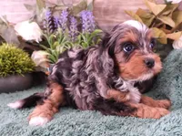 #1 Female (Chelsea's), a female Cavapoo for sale in Paris, KY – Photo 2 of 5