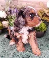#1 Female (Chelsea's), a female Cavapoo for sale in Paris, KY – Photo 3 of 5
