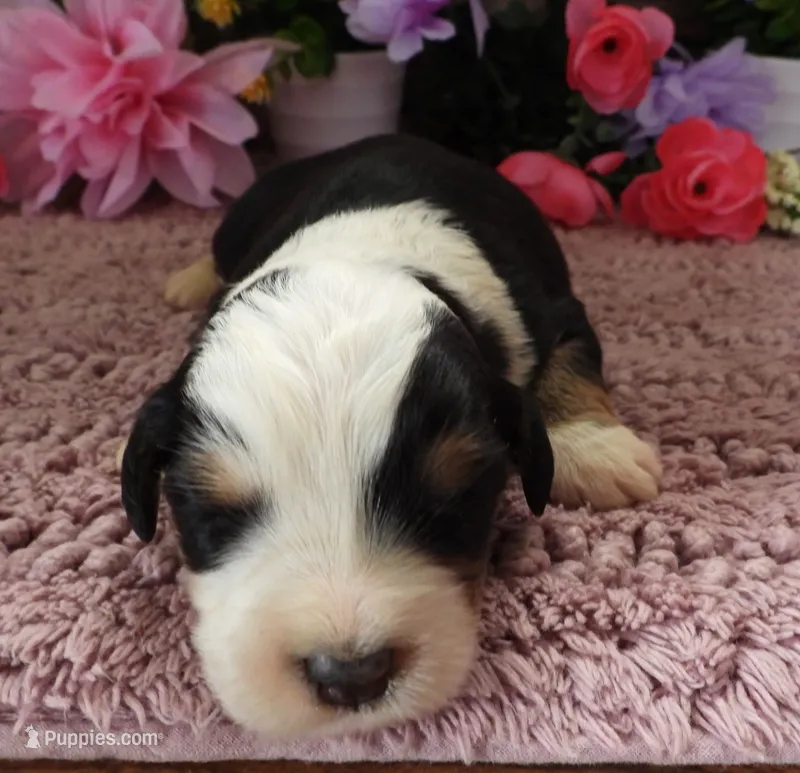 #2 Female (Splash's) – Miniature Bernedoodle puppy for sale in Paris, KY