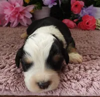 #2 Female (Splash's), a female Miniature Bernedoodle for sale in Paris, KY – 1 of 3