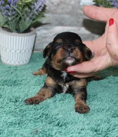 Patsys #5 Male, a male Cavapoo for sale in Paris, KY – 1 of 3