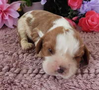 #3 Male (Lulu's), a male Cavalier King Charles Spaniel for sale in Paris, KY – 2 of 3