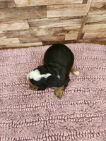 Mini Bernedoodle Male, a male Miniature Bernedoodle for sale in Paris, KY – 2 of 4