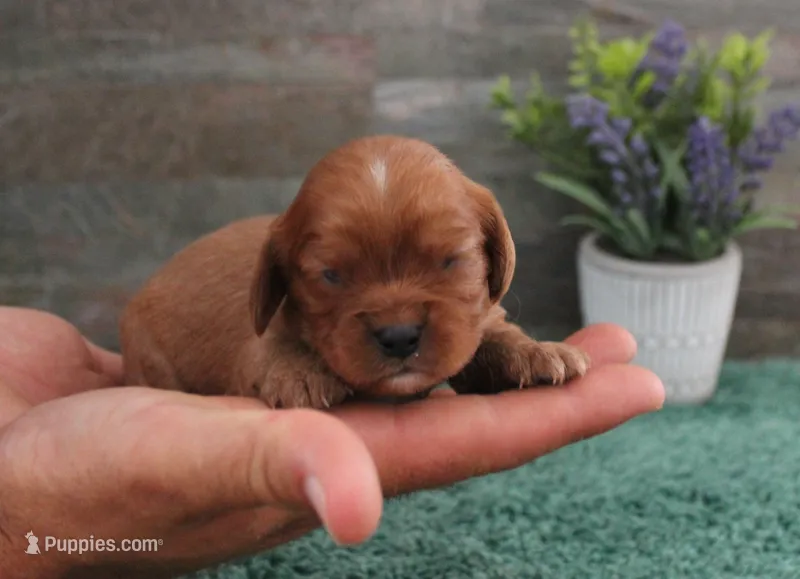 #6 Male (Ruby) – Cavalier King Charles Spaniel puppy for sale in Paris, KY