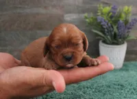 #6 Male (Ruby), a male Cavalier King Charles Spaniel for sale in Paris, KY – 9 of 10