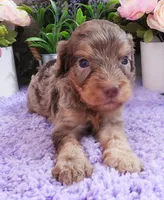 #4 Male (Dawn's), a male Cavapoo for sale in Paris, KY – 4 of 7