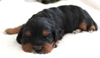 #3 Female (Suzy's), a female Cavapoo for sale in Paris, KY – 2 of 3