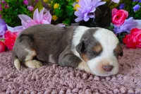 #8 Male (Splash's), a male Miniature Bernedoodle for sale in Paris, KY – 1 of 4