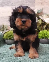#1 Female (Marley's), a female Cavapoo for sale in Paris, KY – Photo 5 of 5