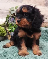 #1 Female (Marley's), a female Cavapoo for sale in Paris, KY – Photo 4 of 5