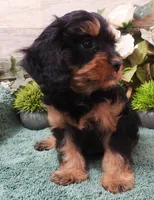 #1 Female (Marley's), a female Cavapoo for sale in Paris, KY – Photo 3 of 5