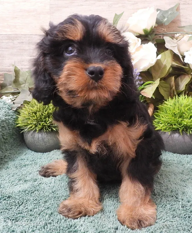 #1 Female (Marley's) – Cavapoo puppy for sale in Paris, KY