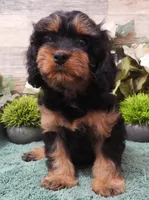 #1 Female (Marley's), a female Cavapoo for sale in Paris, KY – Photo 2 of 5